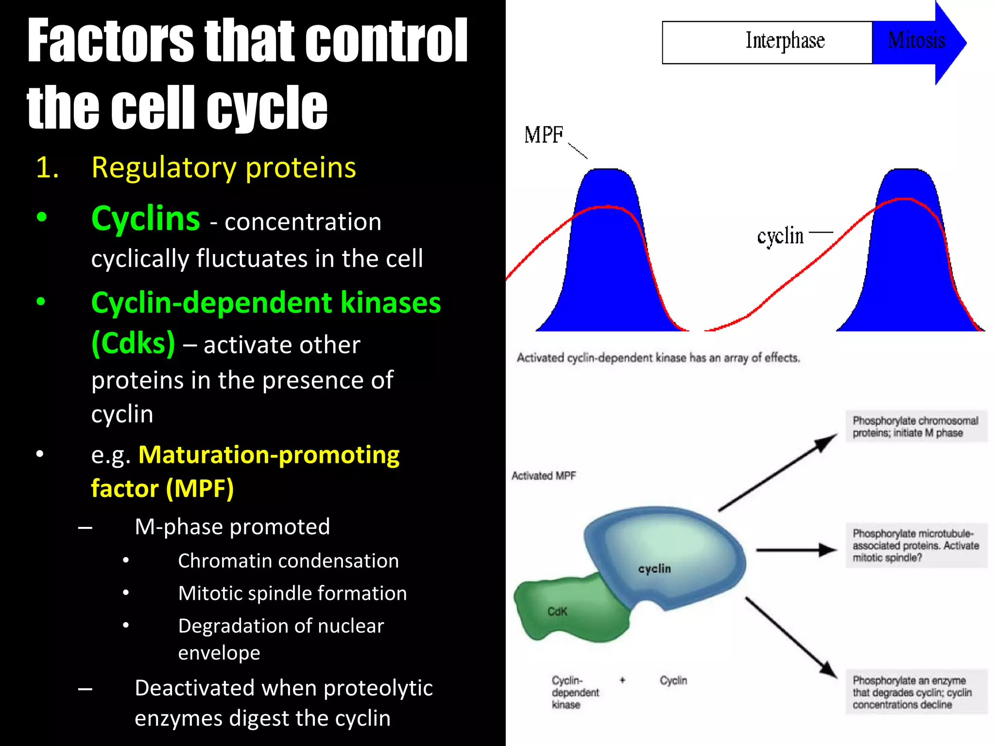 Factors that control the cell cycle Regulatory proteins Cyclins  - concentration cyclically fluctuates in the cell  Cyclin-dependent kinases (Cdks)  – activate other proteins in the presence of cyclin e.g.  Maturation-promoting factor (MPF) M-phase promoted Chromatin condensation Mitotic spindle formation Degradation of nuclear envelope Deactivated when proteolytic enzymes digest the cyclin 