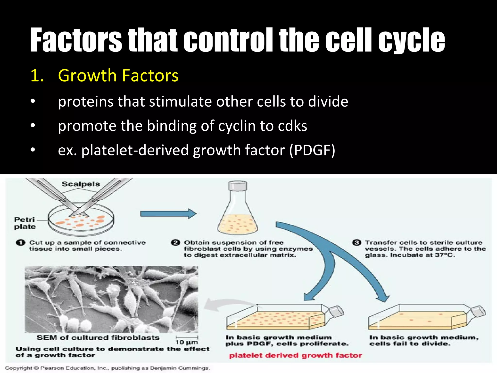 Factors that control the cell cycle Growth Factors proteins that stimulate other cells to divide  promote the binding of cyclin to cdks ex. platelet-derived growth factor (PDGF) 