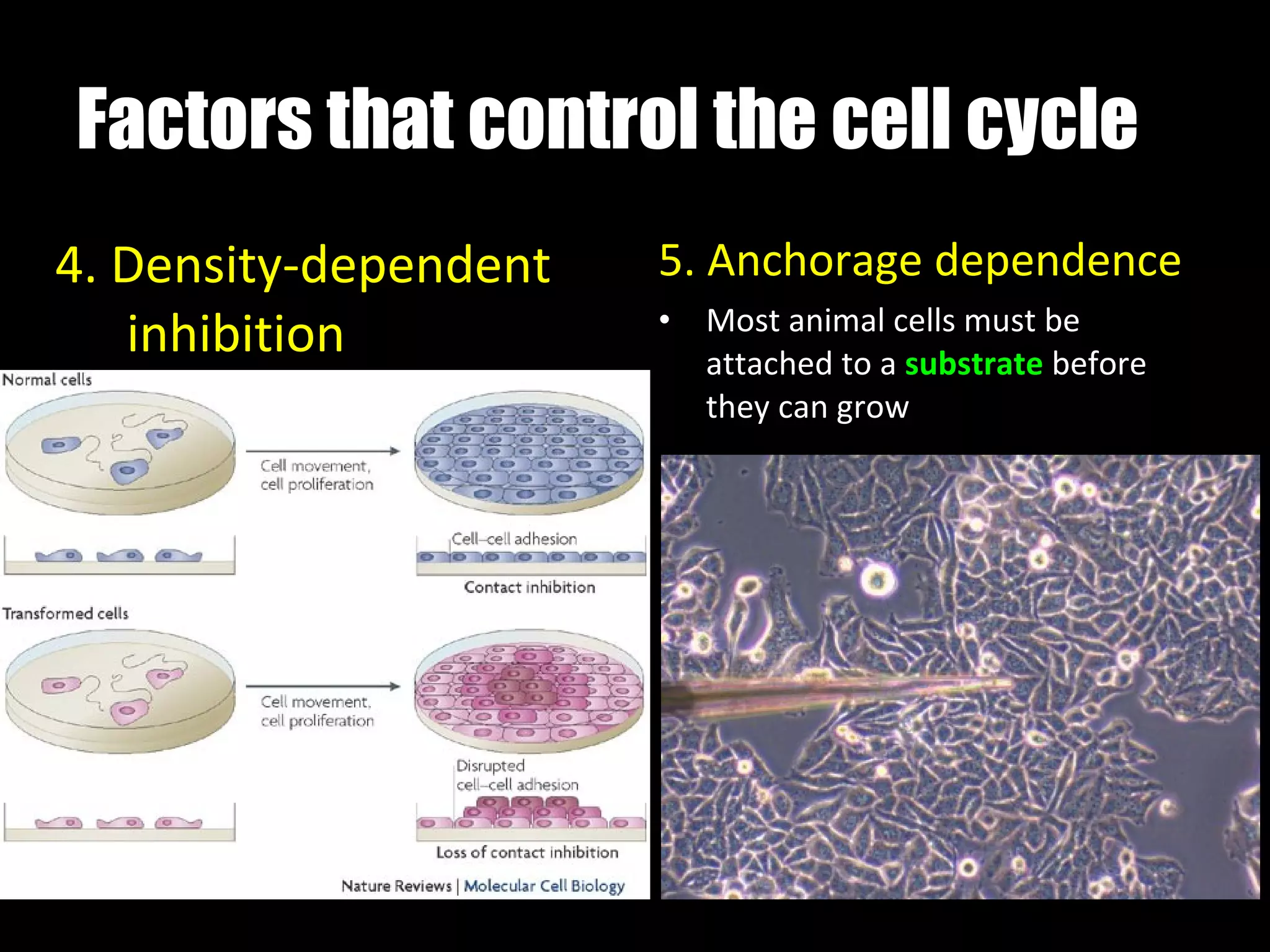 Factors that control the cell cycle 4. Density-dependent inhibition 5. Anchorage dependence Most animal cells must be attached to a  substrate  before they can grow 