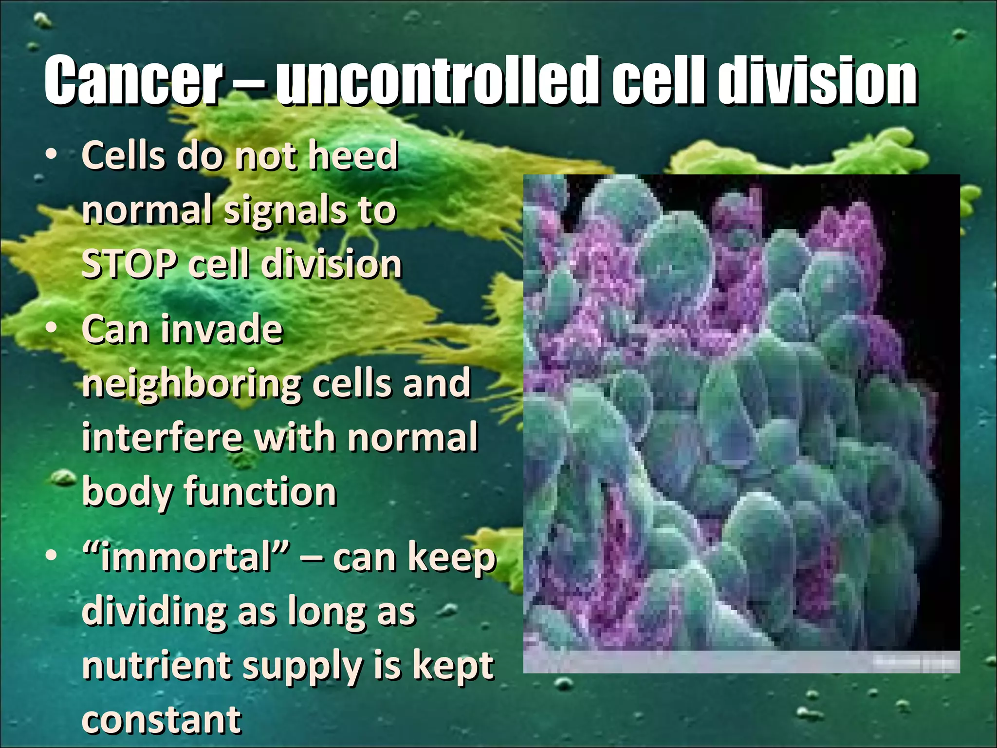 Cancer – uncontrolled cell division Cells do not heed normal signals to STOP cell division Can invade neighboring cells and interfere with normal body function “ immortal” – can keep dividing as long as nutrient supply is kept constant 