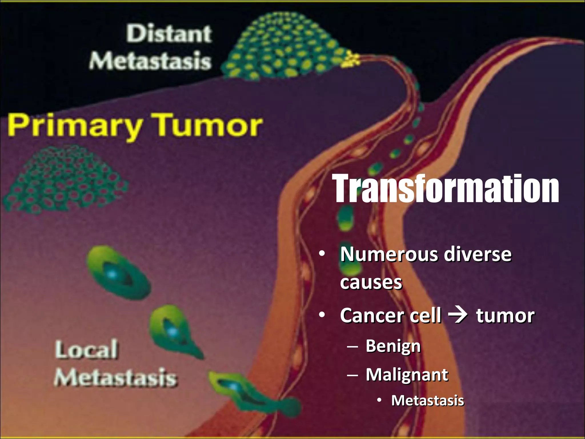 Transformation Numerous diverse causes Cancer cell    tumor Benign Malignant Metastasis 