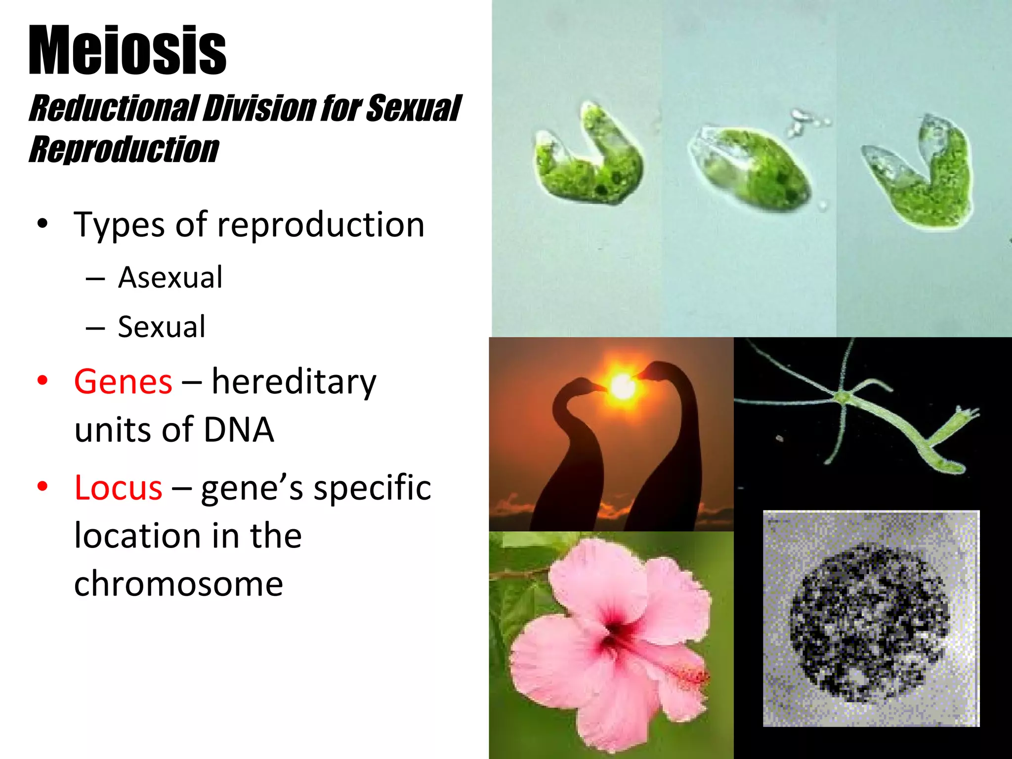 Meiosis Reductional Division for Sexual Reproduction Types of reproduction Asexual Sexual Genes  – hereditary units of DNA Locus  – gene’s specific location in the chromosome 