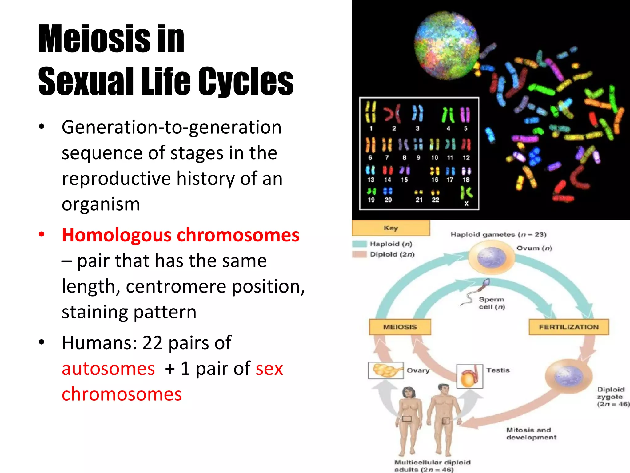 Meiosis in  Sexual Life Cycles Generation-to-generation sequence of stages in the reproductive history of an organism Homologous chromosomes  – pair that has the same length, centromere position, staining pattern Humans: 22 pairs of  autosomes   + 1 pair of  sex chromosomes 