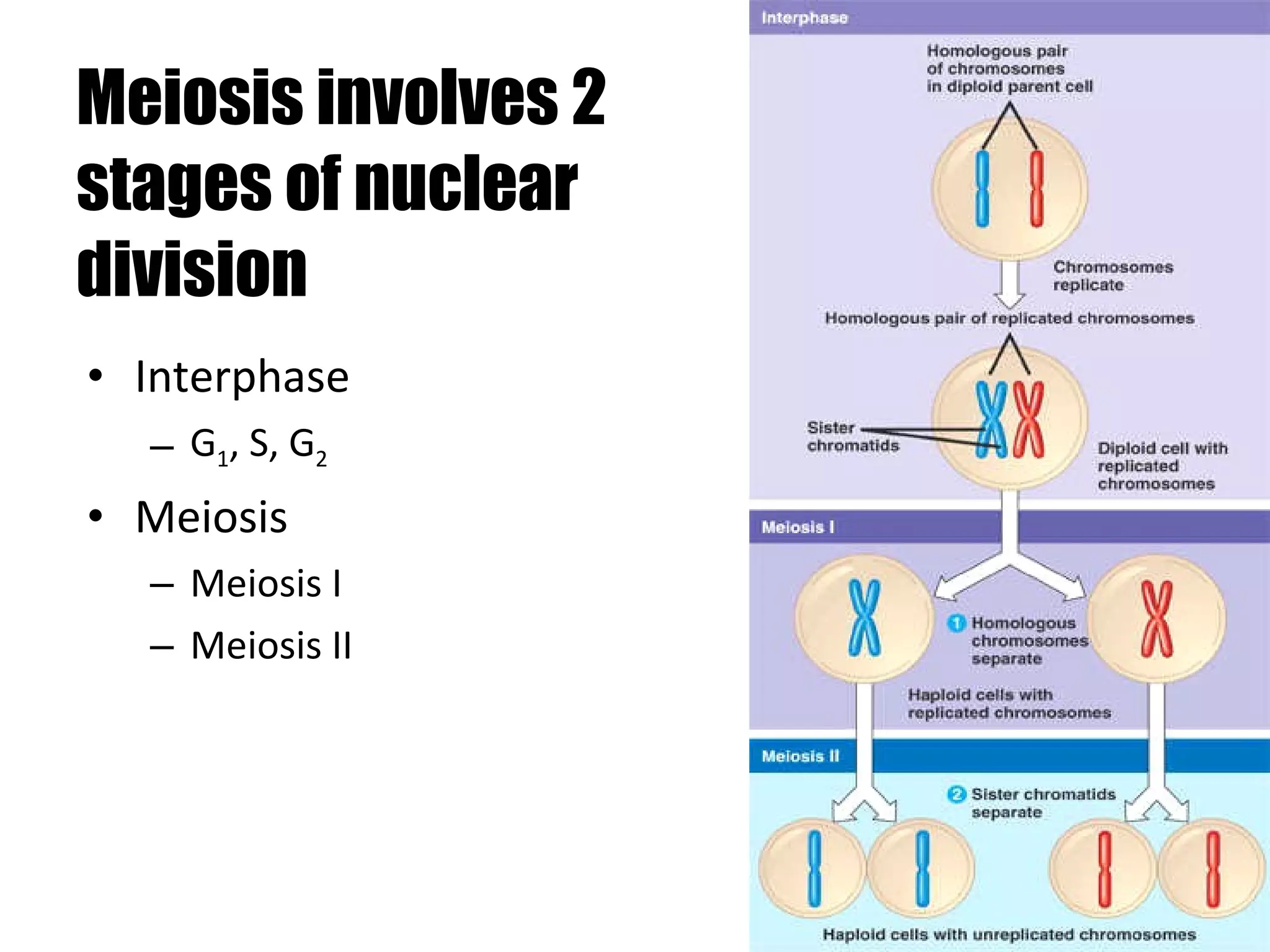 Meiosis involves 2 stages of nuclear division Interphase G 1 , S, G 2 Meiosis Meiosis I Meiosis II 