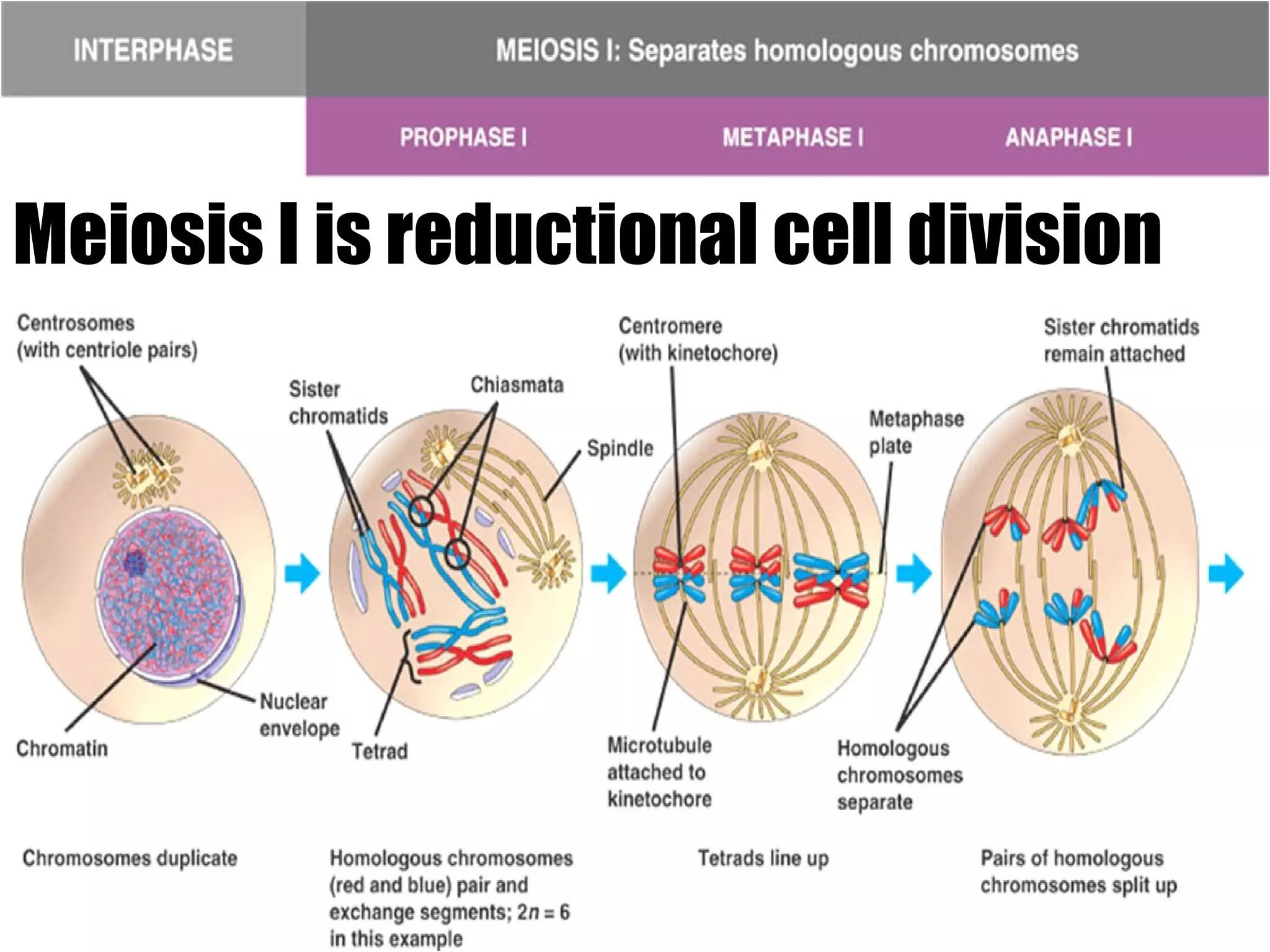 Meiosis I is reductional cell division 