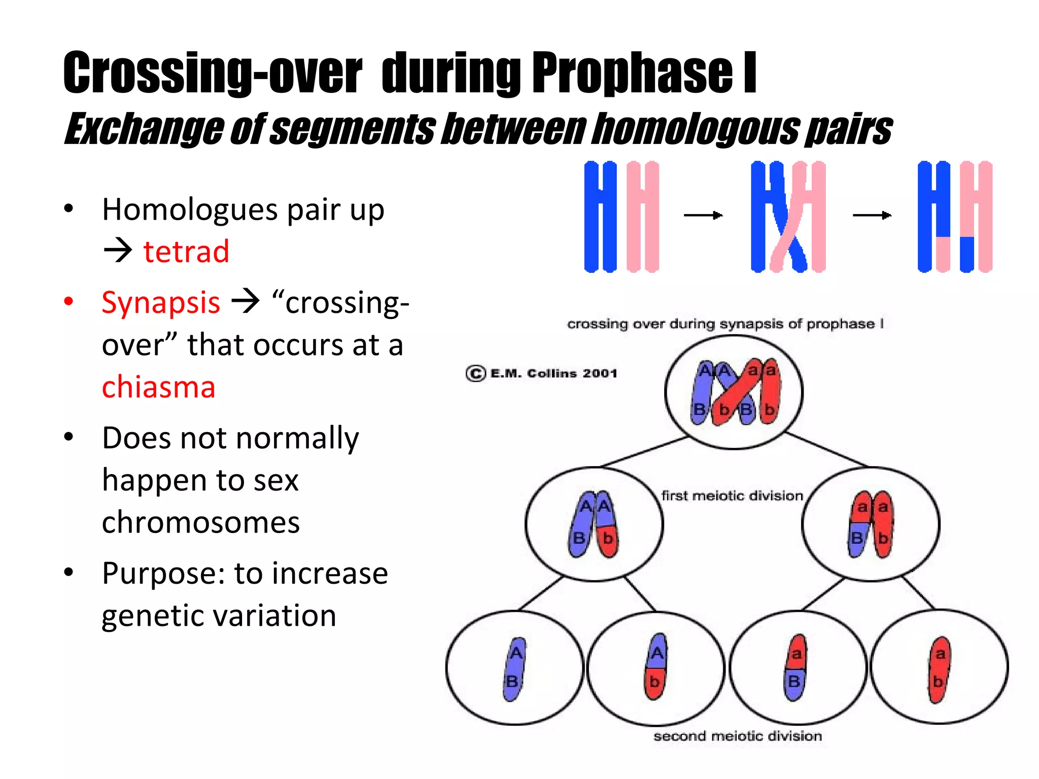 Crossing-over  during Prophase I Exchange of segments between homologous pairs  Homologues pair up     tetrad Synapsis     “crossing-over” that occurs at a  chiasma Does not normally happen to sex chromosomes Purpose: to increase genetic variation 