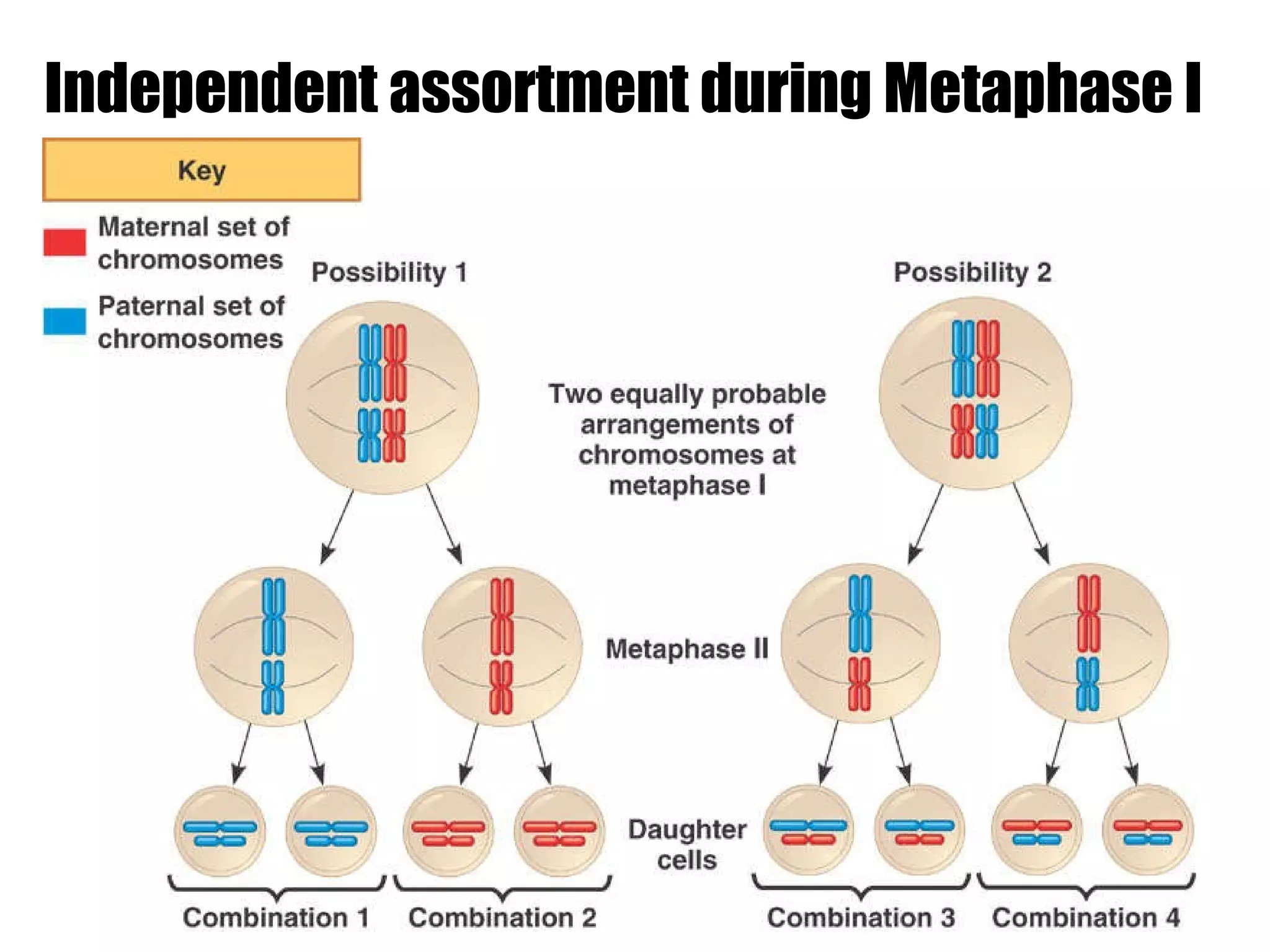 Independent assortment during Metaphase I 