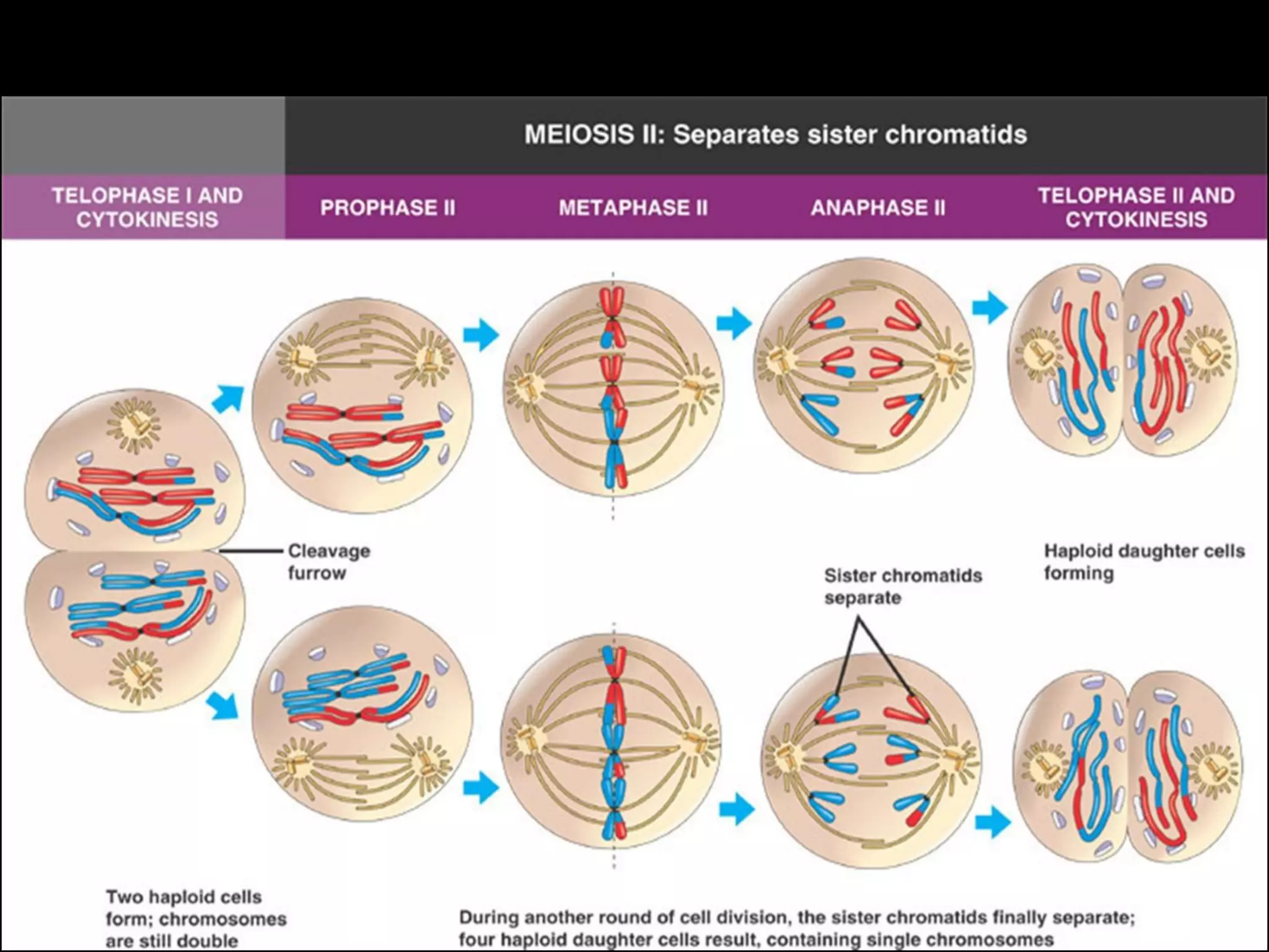 Meiosis II is equational cell division 