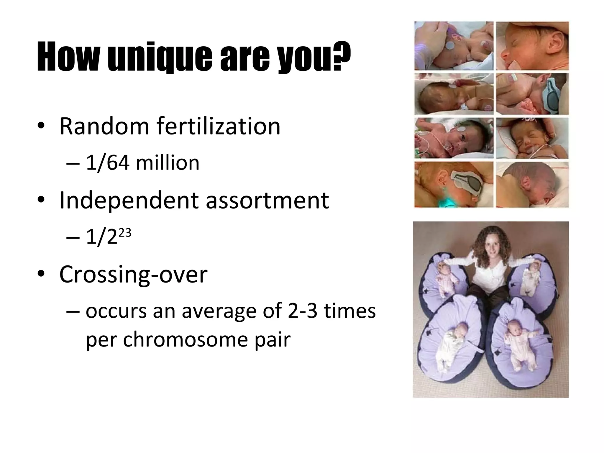 How unique are you? Random fertilization 1/64 million Independent assortment 1/2 23 Crossing-over occurs an average of 2-3 times per chromosome pair 