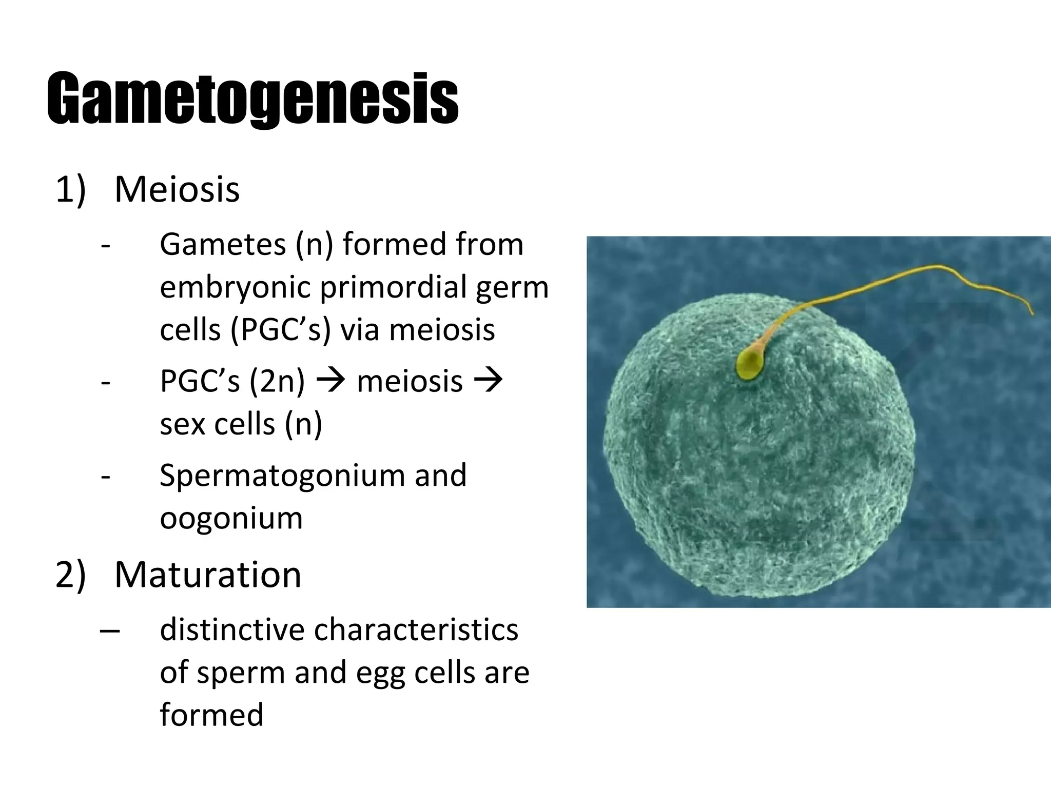 Gametogenesis Meiosis Gametes (n) formed from embryonic primordial germ cells (PGC’s) via meiosis PGC’s (2n)    meiosis    sex cells (n) Spermatogonium and oogonium Maturation distinctive characteristics of sperm and egg cells are  formed 