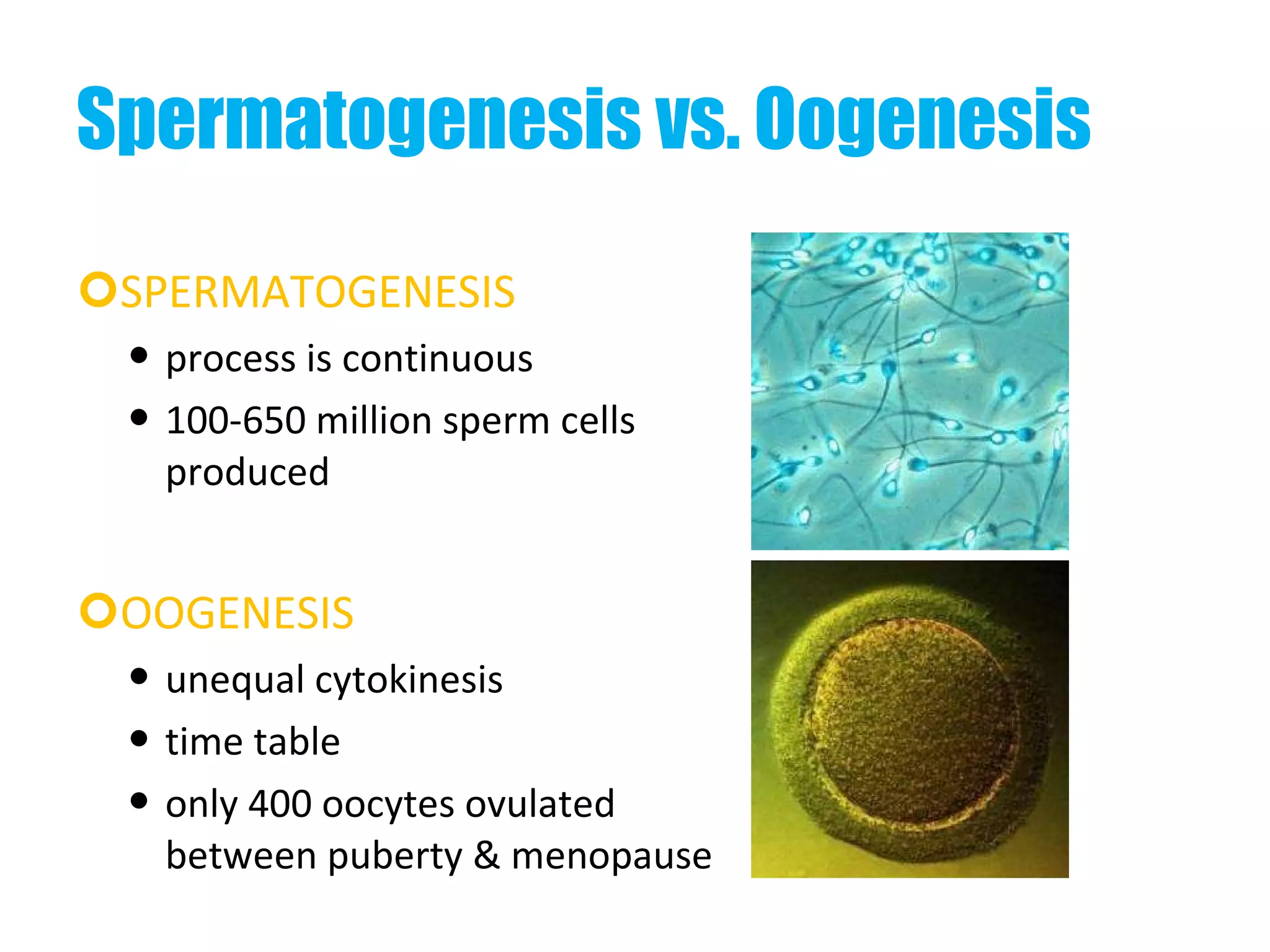 Spermatogenesis vs. Oogenesis SPERMATOGENESIS process is continuous 100-650 million sperm cells produced OOGENESIS unequal cytokinesis time table only 400 oocytes ovulated between puberty & menopause 