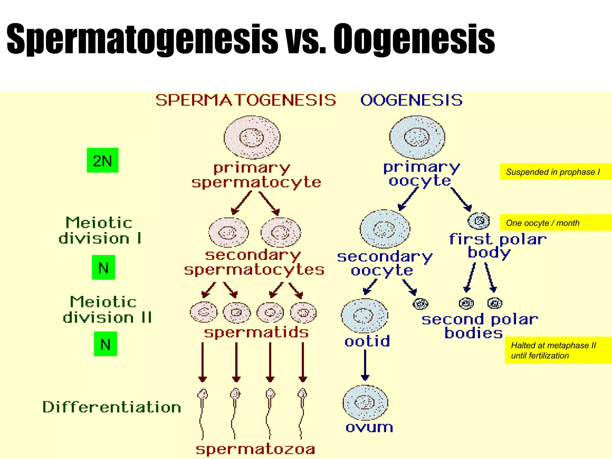 Spermatogenesis vs. Oogenesis Suspended in prophase I One oocyte / month Halted at metaphase II until fertilization 2N N N 