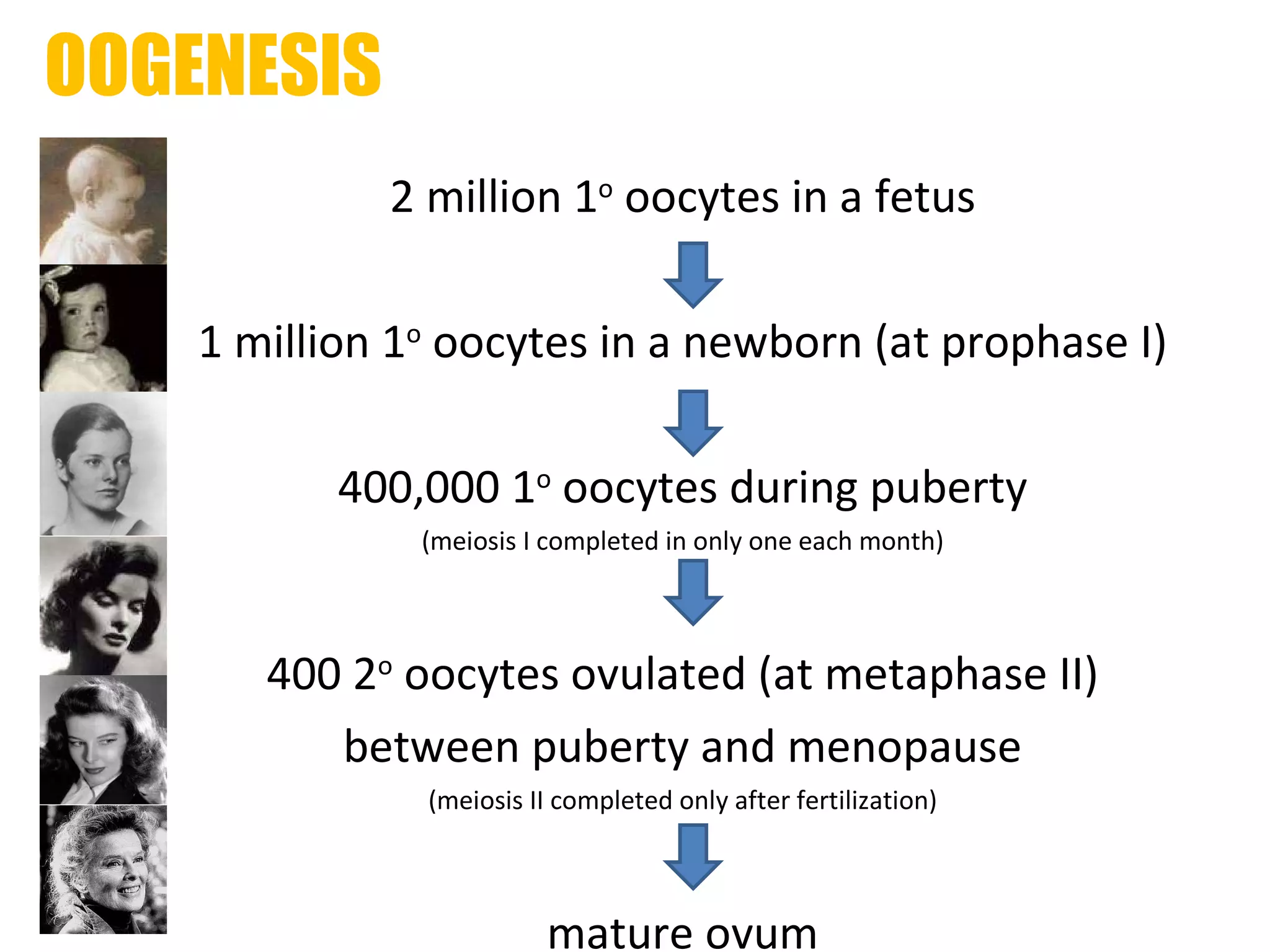 OOGENESIS 2 million 1 o  oocytes in a fetus 1 million 1 o  oocytes in a newborn (at prophase I) 400,000 1 o  oocytes during puberty (meiosis I completed in only one each month) 400 2 o  oocytes ovulated (at metaphase II) between puberty and menopause (meiosis II completed only after fertilization) mature ovum 
