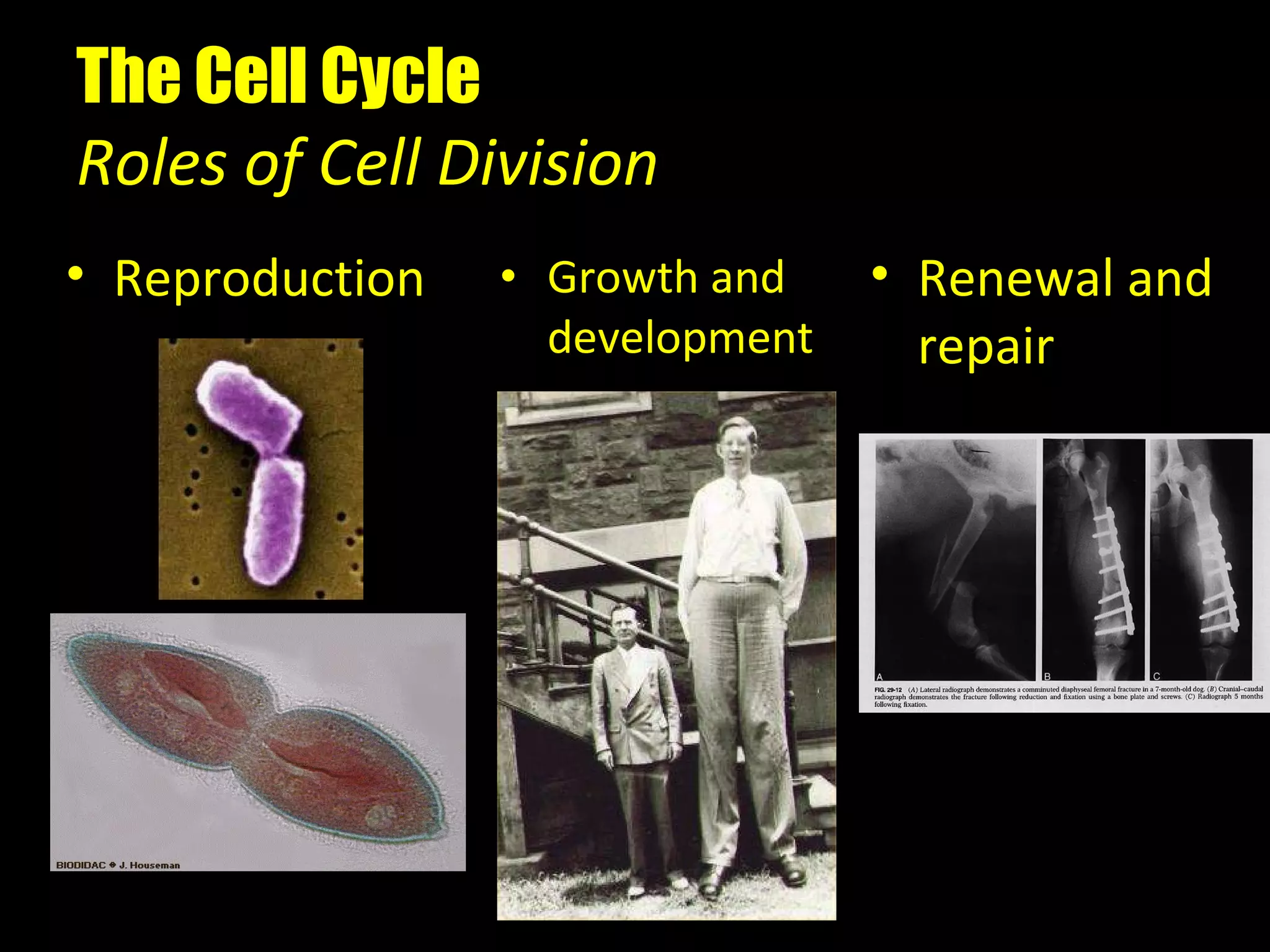 The Cell Cycle Roles of Cell Division Growth and development Reproduction Renewal and repair 
