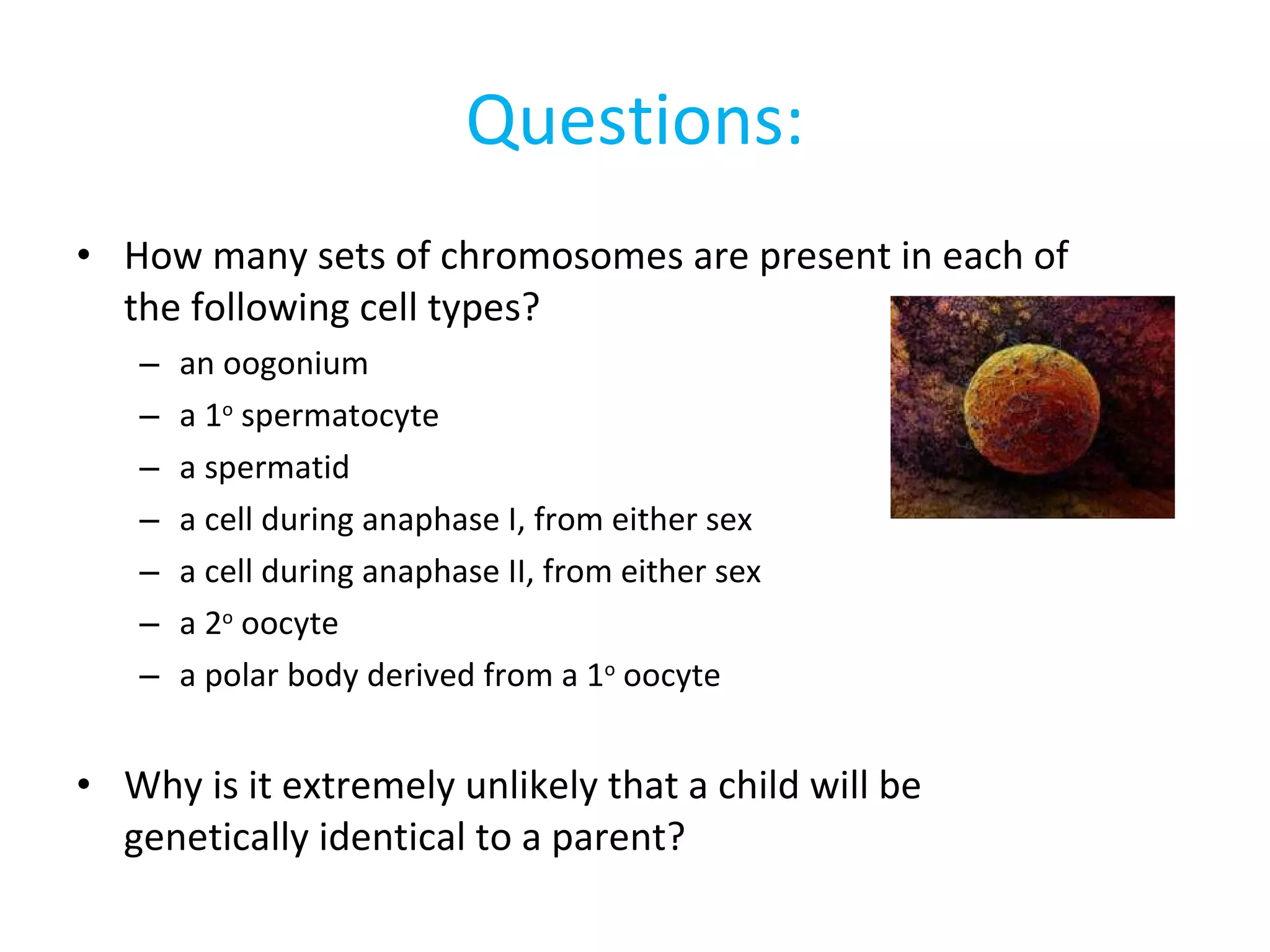 Questions: How many sets of chromosomes are present in each of the following cell types? an oogonium a 1 o  spermatocyte a spermatid a cell during anaphase I, from either sex a cell during anaphase II, from either sex a 2 o  oocyte a polar body derived from a 1 o  oocyte Why is it extremely unlikely that a child will be genetically identical to a parent? 