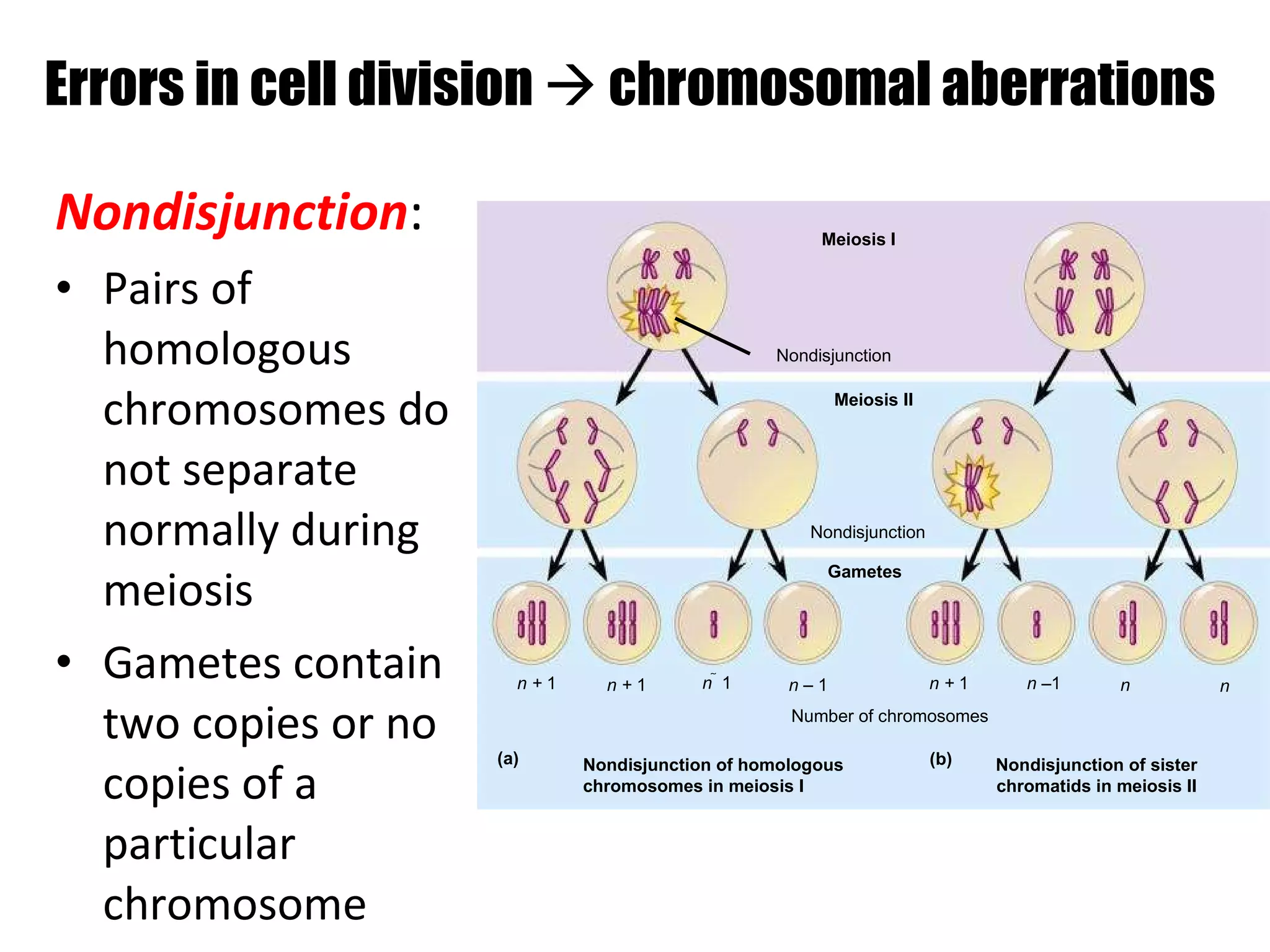 Errors in cell division    chromosomal aberrations Nondisjunction : Pairs of homologous chromosomes do not separate normally during meiosis Gametes contain two copies or no copies of a particular chromosome Meiosis I Nondisjunction Meiosis II Nondisjunction Gametes n +  1 n +  1 n   1 n –  1 n +  1 n – 1 n n Number of chromosomes Nondisjunction of homologous chromosomes in meiosis I Nondisjunction of sister chromatids in meiosis II (a) (b) 
