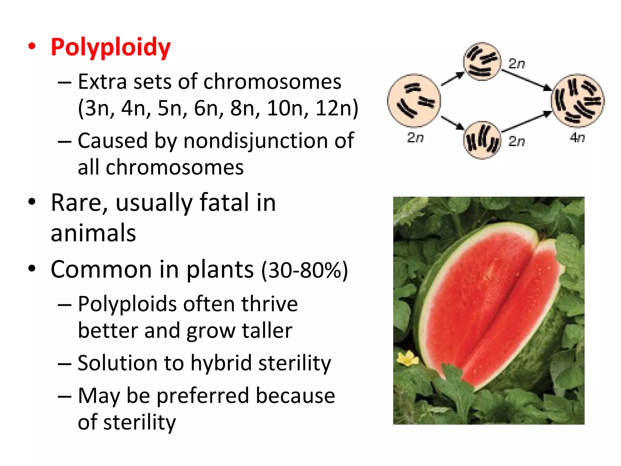 Polyploidy Extra sets of chromosomes (3n, 4n, 5n, 6n, 8n, 10n, 12n) Caused by nondisjunction of all chromosomes Rare, usually fatal in animals Common in plants  (30-80%) Polyploids often thrive better and grow taller Solution to hybrid sterility May be preferred because of sterility 