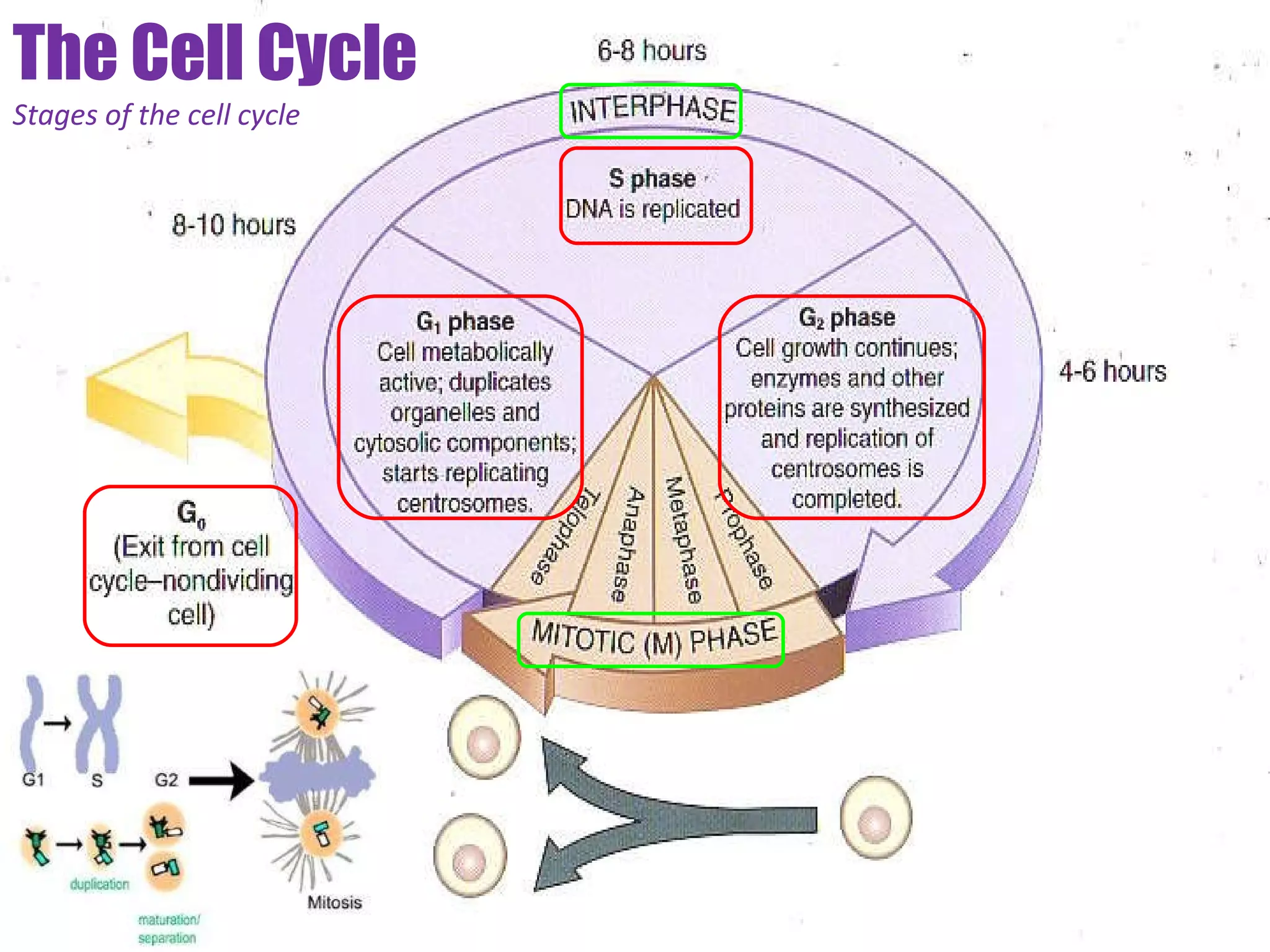 The Cell Cycle Stages of the cell cycle 