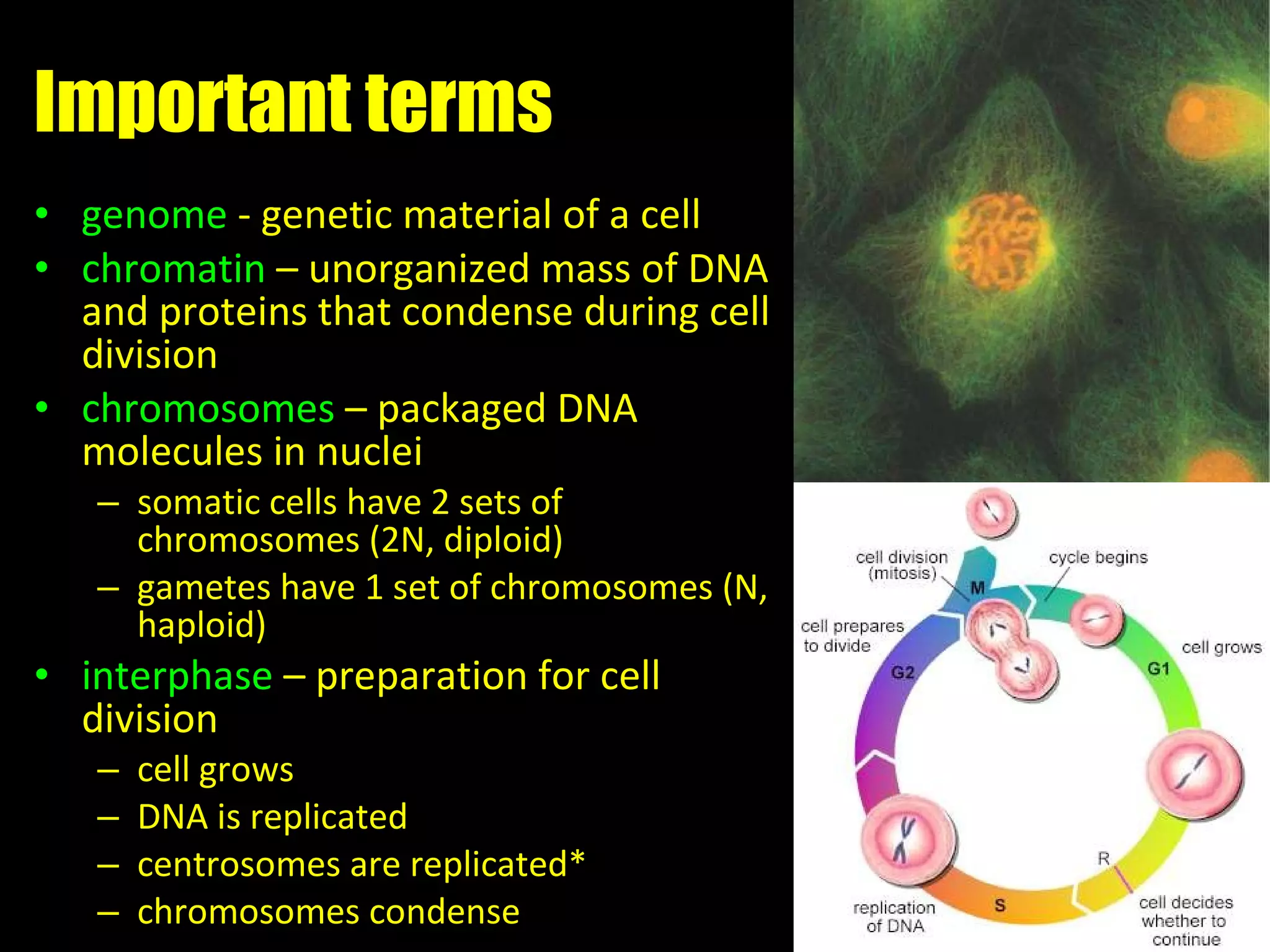 Important terms genome  - genetic material of a cell chromatin  – unorganized mass of DNA and proteins that condense during cell division chromosomes  – packaged DNA molecules in nuclei somatic cells have 2 sets of chromosomes (2N, diploid) gametes have 1 set of chromosomes (N, haploid) interphase  – preparation for cell division  cell grows DNA is replicated centrosomes are replicated* chromosomes condense 