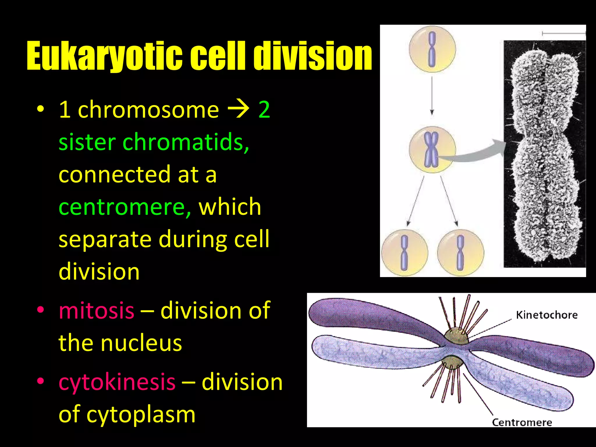 Eukaryotic cell division 1 chromosome     2 sister chromatids,  connected at a  centromere,  which separate during cell division mitosis  – division of the nucleus cytokinesis  – division of cytoplasm 