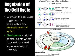 Cell Stop Functioning Representation Presentation 01 - The Cell Cycle | PPT