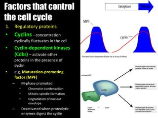 Presentation 01 - The Cell Cycle | PPT