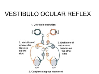 VESTIBULO OCULAR REFLEX
 