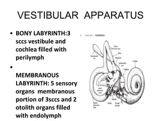 VESTIBULAR APPARATUS
• BONY LABYRINTH:3
sccs vestibule and
cochlea filled with
perilymph
•
MEMBRANOUS
LABYRINTH: 5 sensory
organs membranous
portion of 3sccs and 2
otolith organs filled
with endolymph
 