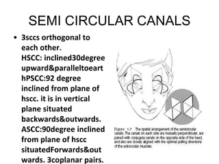 SEMI CIRCULAR CANALS
• 3sccs orthogonal to
each other.
HSCC: inclined30degree
upward&paralleltoeart
hPSCC:92 degree
inclined from plane of
hscc. it is in vertical
plane situated
backwards&outwards.
ASCC:90degree inclined
from plane of hscc
situatedForwards&out
wards. 3coplanar pairs.
 