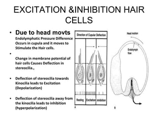 EXCITATION &INHIBITION HAIR
CELLS
• Due to head movts
Endolymphatic Pressure Difference
Occurs in cupula and it moves to
Stimulate the Hair cells.
•
Change in membrane potential of
hair cells Causes Deflection in
stereocilia.,
• Deflection of stereocilia towards
Kinocilia leads to Excitation
(Depolarization)
• Deflection of stereocilia away from
the kinocilia leads to inhibition
(hyperpolarization)
 