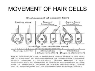 MOVEMENT OF HAIR CELLS
 