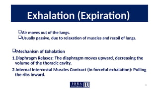 10
Exhalation (Expiration)
Air moves out of the lungs.
Usually passive, due to relaxation of muscles and recoil of lungs.
Mechanism of Exhalation
1.Diaphragm Relaxes: The diaphragm moves upward, decreasing the
volume of the thoracic cavity.
2.Internal Intercostal Muscles Contract (in forceful exhalation): Pulling
the ribs inward.
 