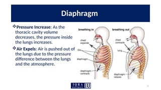 11
Diaphragm
Pressure Increase: As the
thoracic cavity volume
decreases, the pressure inside
the lungs increases.
Air Expels: Air is pushed out of
the lungs due to the pressure
difference between the lungs
and the atmosphere.
 
