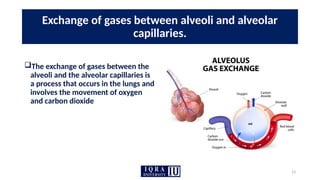13
Exchange of gases between alveoli and alveolar
capillaries.
The exchange of gases between the
alveoli and the alveolar capillaries is
a process that occurs in the lungs and
involves the movement of oxygen
and carbon dioxide
 