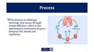 15
Process
This process is called gas
exchange and occurs through
simple diffusion, which is the
spontaneous movement of gases
between the alveoli and
capillaries.
 