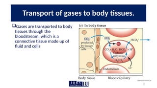 17
Transport of gases to body tissues.
Gases are transported to body
tissues through the
bloodstream, which is a
connective tissue made up of
fluid and cells
 