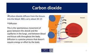19
Carbon dioxide
Carbon dioxide diffuses from the tissues
into the blood. RBCs carry about 20–25
Diffusion
This is the spontaneous movement of
gases between the alveoli and the
capillaries in the lungs, and between blood
and tissue cells throughout the body.
Diffusion is a passive process that doesn't
require energy or effort by the body.
 