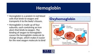 20
Hemoglobin
• Hemoglobin is a protein in red blood
cells that binds to oxygen and
transports it to the body's tissues.
• Hemoglobin is made up of four
subunits, each containing an iron
atom that binds to oxygen. The
binding of oxygen to hemoglobin
causes the hemoglobin molecule to
change shape, which makes it easier
for the next oxygen molecule to bind
 