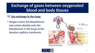 21
Exchange of gases between oxygenated
blood and body tissues
. Gas exchange in the lungs
• Oxygen enters the bloodstream
and carbon dioxide exits the
bloodstream in the lungs at the
alveolar-capillary membrane.
 