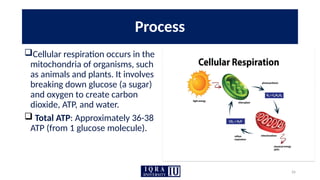 26
Process
Cellular respiration occurs in the
mitochondria of organisms, such
as animals and plants. It involves
breaking down glucose (a sugar)
and oxygen to create carbon
dioxide, ATP, and water.
 Total ATP: Approximately 36-38
ATP (from 1 glucose molecule).
 