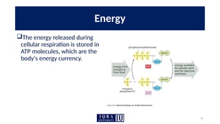 27
Energy
The energy released during
cellular respiration is stored in
ATP molecules, which are the
body's energy currency.
 