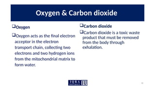 28
Oxygen & Carbon dioxide
Oxygen
Oxygen acts as the final electron
acceptor in the electron
transport chain, collecting two
electrons and two hydrogen ions
from the mitochondrial matrix to
form water.
Carbon dioxide
Carbon dioxide is a toxic waste
product that must be removed
from the body through
exhalation.
 