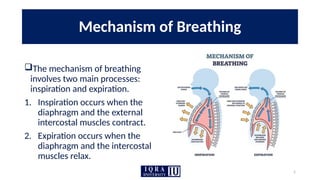 5
Mechanism of Breathing
The mechanism of breathing
involves two main processes:
inspiration and expiration.
1. Inspiration occurs when the
diaphragm and the external
intercostal muscles contract.
2. Expiration occurs when the
diaphragm and the intercostal
muscles relax.
 