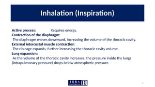 6
Inhalation (Inspiration)
Active process: Requires energy.
Contraction of the diaphragm:
The diaphragm moves downward, increasing the volume of the thoracic cavity.
External intercostal muscle contraction:
The rib cage expands, further increasing the thoracic cavity volume.
Lung expansion:
As the volume of the thoracic cavity increases, the pressure inside the lungs
(intrapulmonary pressure) drops below atmospheric pressure.
 