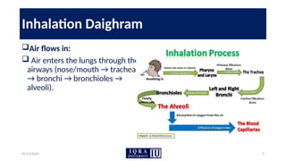 05/13/2025 7
Inhalation Daighram
Air flows in:
 Air enters the lungs through the
airways (nose/mouth → trachea
→ bronchi → bronchioles →
alveoli).
 