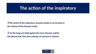 8
The action of the inspiratory
The action of the inspiratory muscles results in an increase in
the volume of the thoracic cavity.
 As the lungs are held against the inner thoracic wall by
the pleural seal, they also undergo an increase in volume.
 