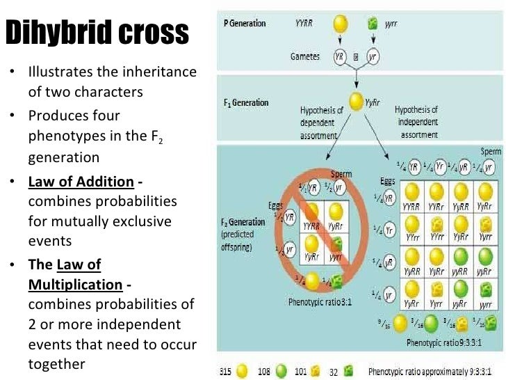 Presentation 02 genetics i