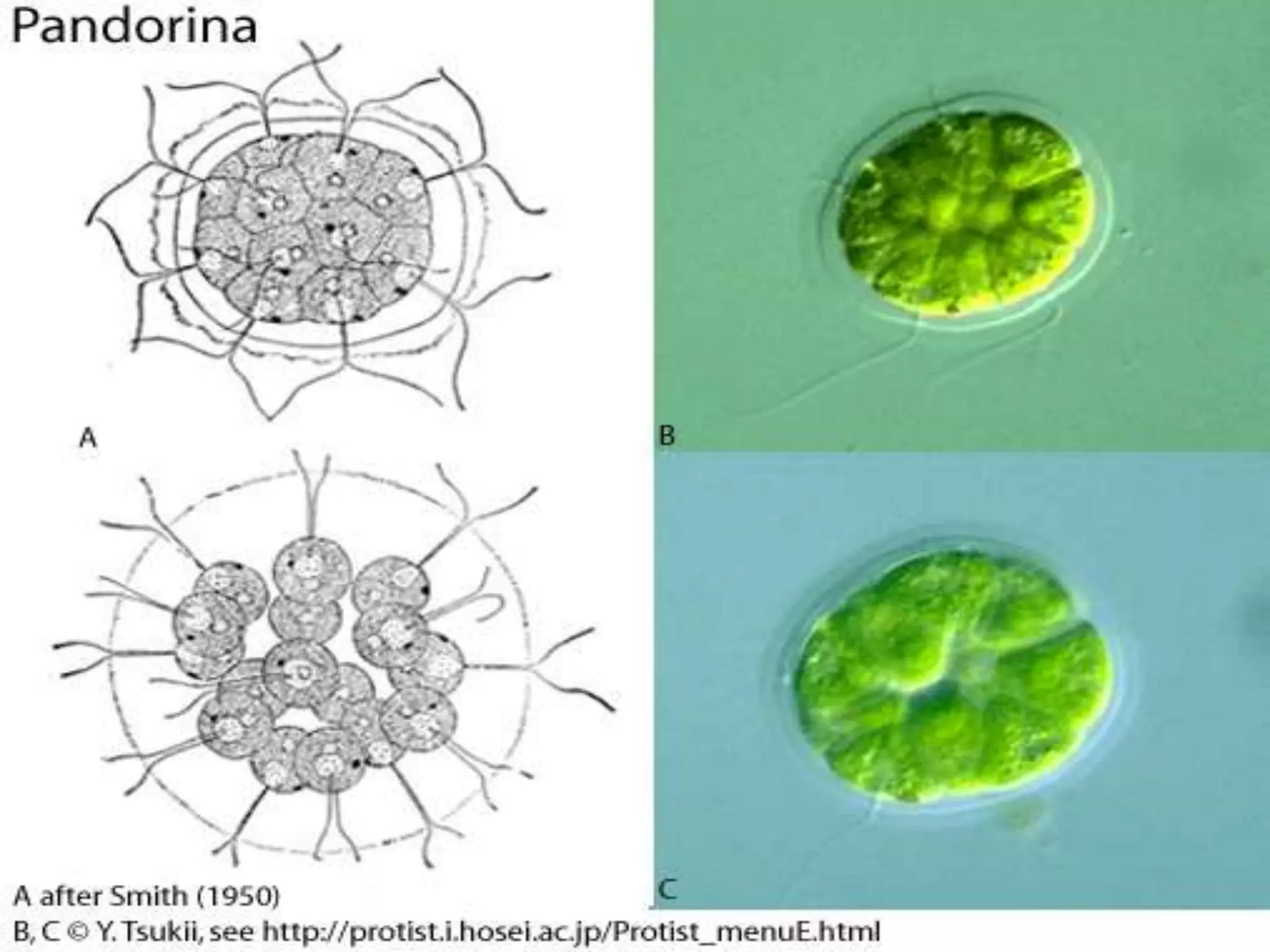 Improve nutrient transport within