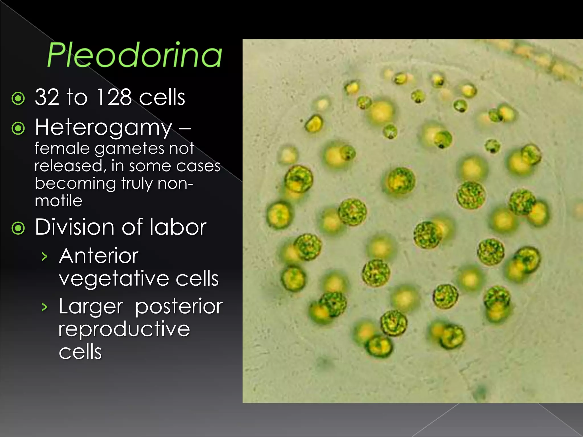 Division of labor within the cell