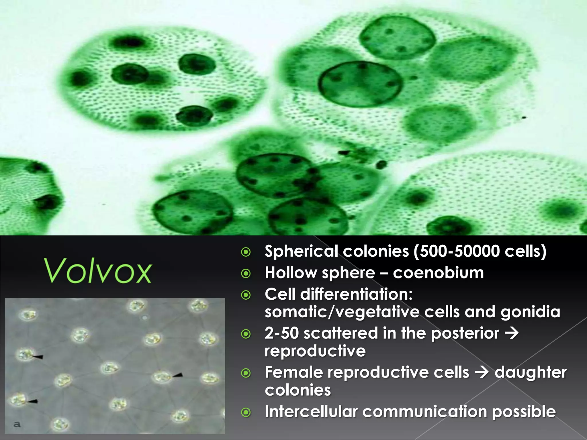 Division of labor between cellsEvolution of multicellularityEvolved many times in eukaryotesThree theoriesSymbiotic TheoryLike the endosymbiotic theoryDifferent species are involvedSyncytial TheoryCiliates and slime moldsCommonly occur in multinucleated cellsColonial Theory (Haeckel, 1874)Same species are involvedGreen algae (Chlorophyta) > 7000 speciesModel: Volvocine series – Order Volvocales